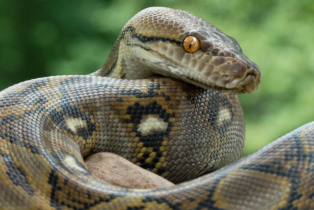 Reticulated python can suffocate its prey