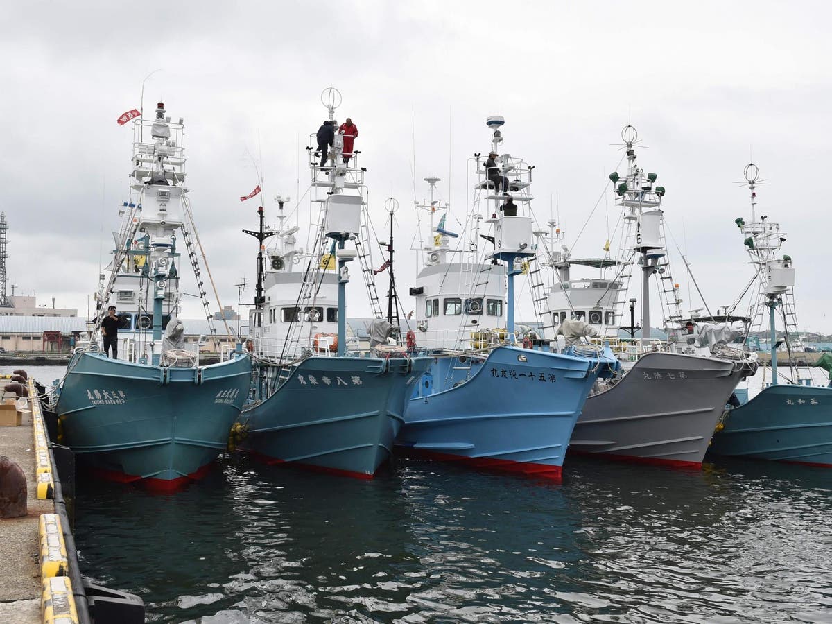 Japanese ships begin commercial slaughter of whales for first time in 31 years despite international condemnation