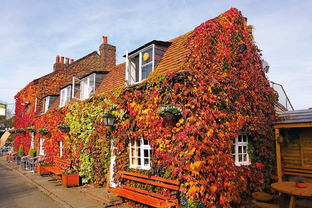 The ivy-covered facade of the The Bricklayers Arms, in Hertfordshire, described as having an "immaculate interior"