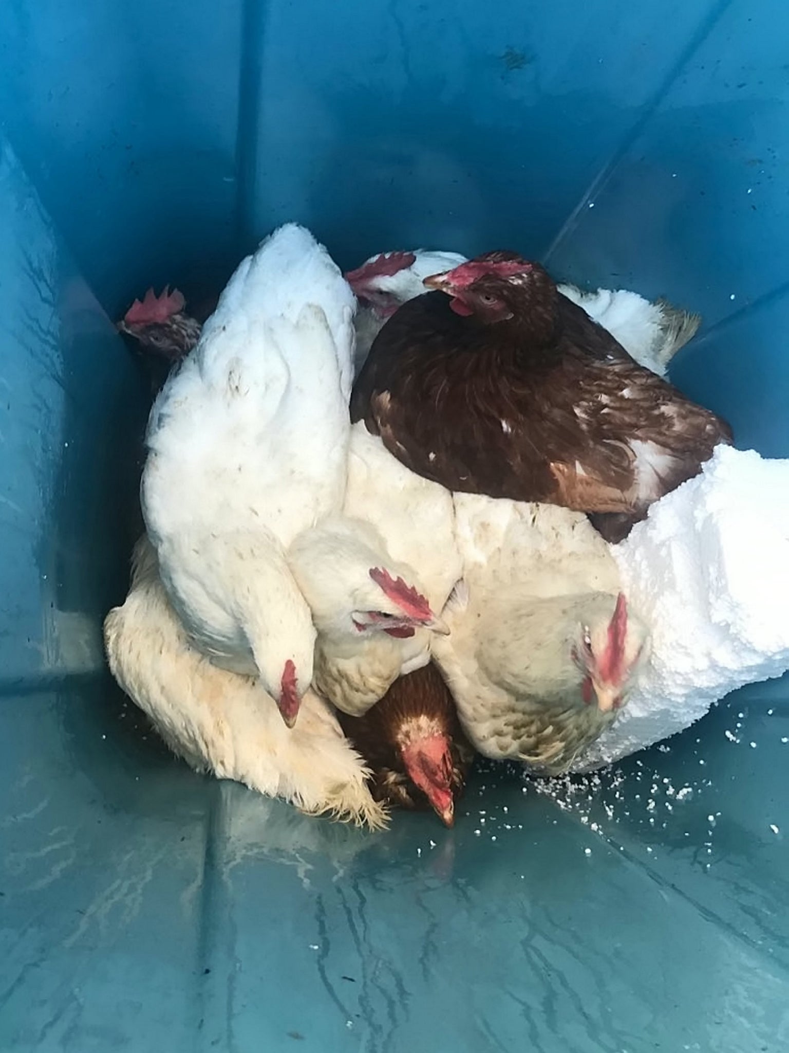 Two of the chickens had died by the time they were discovered