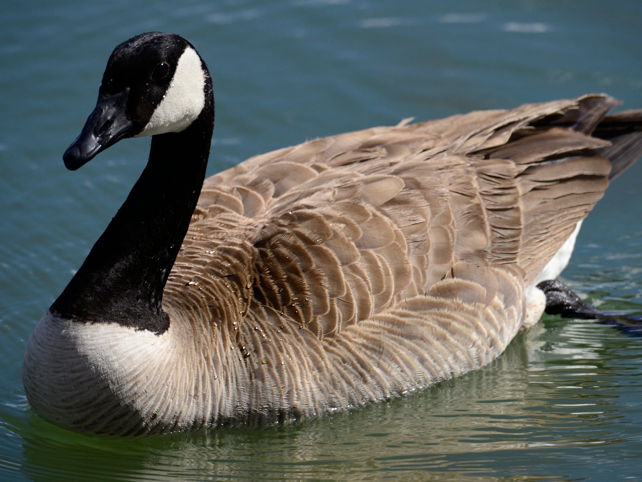 Park authorities says it is necessary to cull the city’s Canada geese population to protect waterways