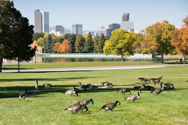 Around 5,000 geese live in the parks of Denver, Colorado, during summer