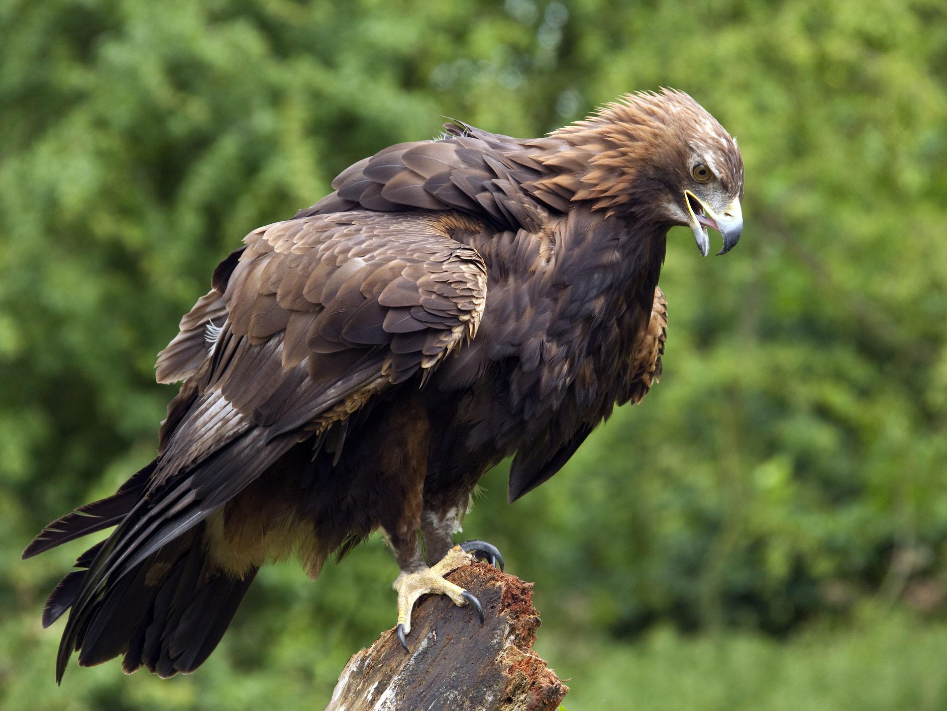 Young Golden Eagles Disappear In Mysterious Circumstances