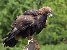 Young golden eagles disappear in mysterious circumstances