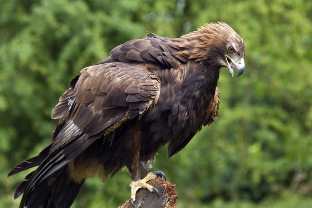 A Golden Eagle (Aquila chrysaetos) in the Highlands of Scotland, United Kingdom