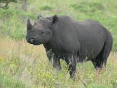 Rare black rhino dies on flight from UK to Africa