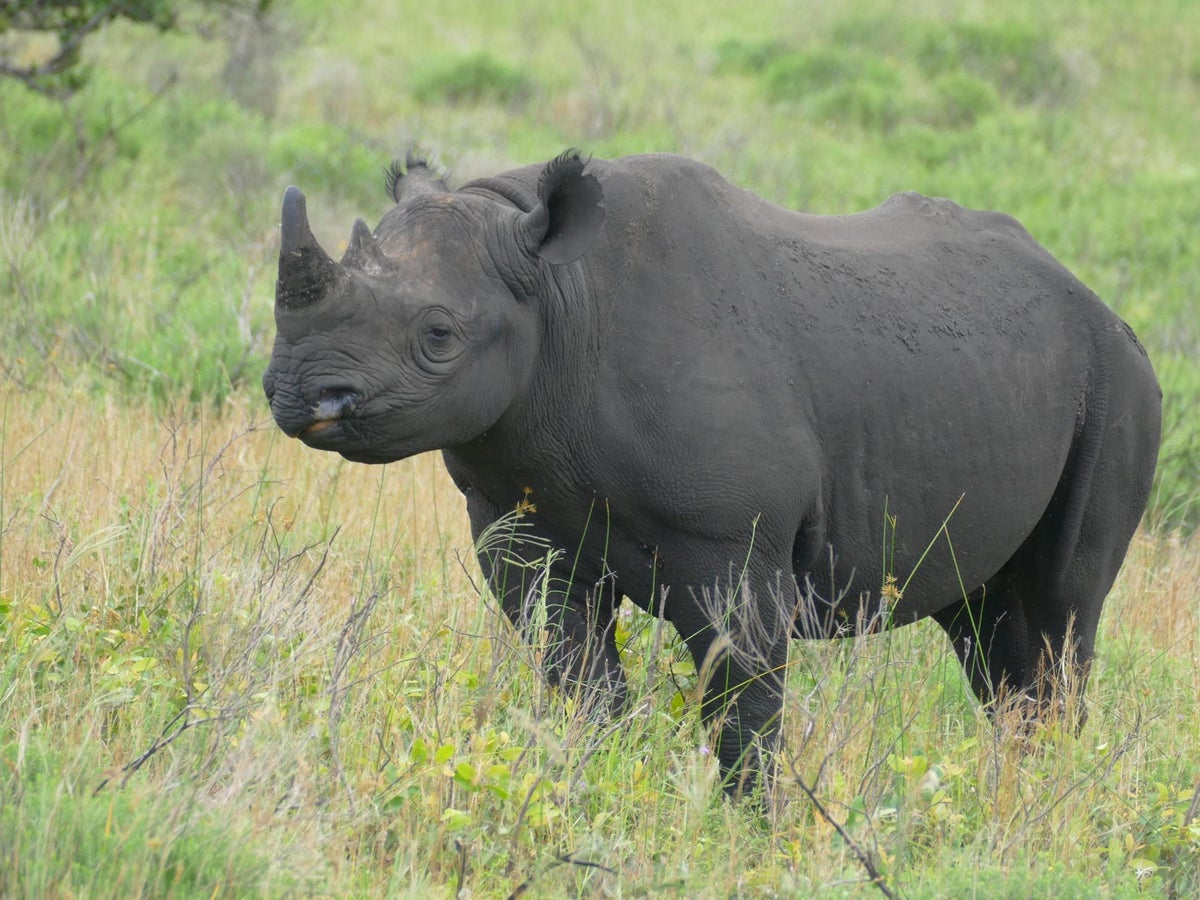 black rhinoceros