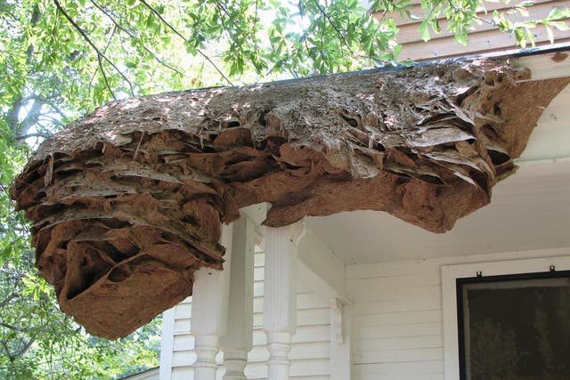 'Super' wasps nests, such as the one pictured above during a 2006 outbreak, are expected in in Alabama this summer