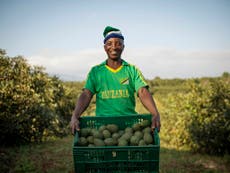 How avocado farming is helping Tanzanian flourish