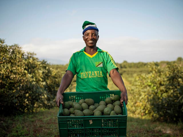 Africado uses about 65l of water to produce one kilo of avocados – far less than the global estimate of 283l of water needed to produce a kilo of avocados
