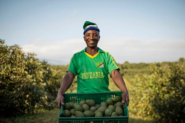 Africado uses about 65l of water to produce one kilo of avocados – far less than the global estimate of 283l of water needed to produce a kilo of avocados