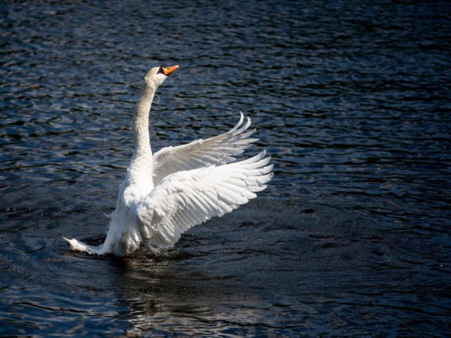 'The swan was just protecting its cygnets', witness says