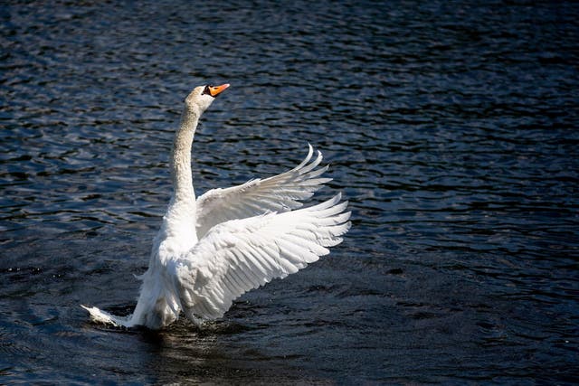 'The swan was just protecting its cygnets', witness says