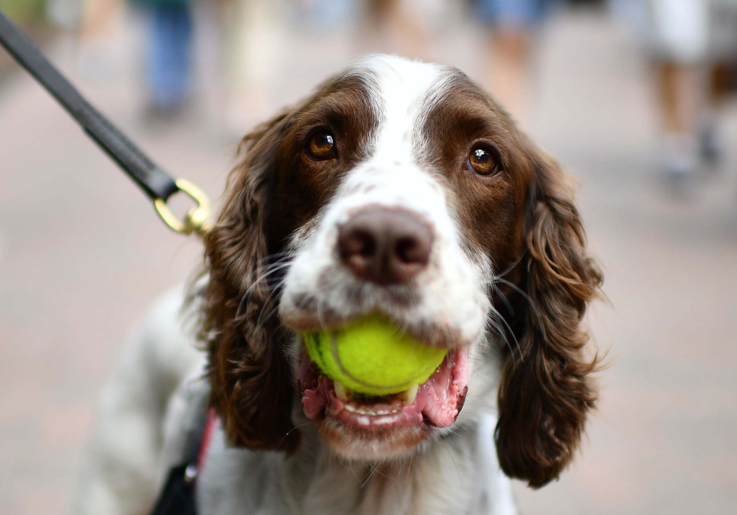 A police dog carries a tennis ball in his mouth at The All England Tennis Club in Wimbledon