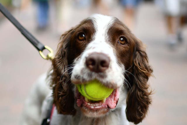 <p>A police dog carries a tennis ball in his mouth at The All England Tennis Club in Wimbledon</p>