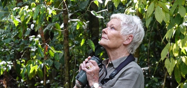 Jungle VIP: Judi Dench visits Borneo