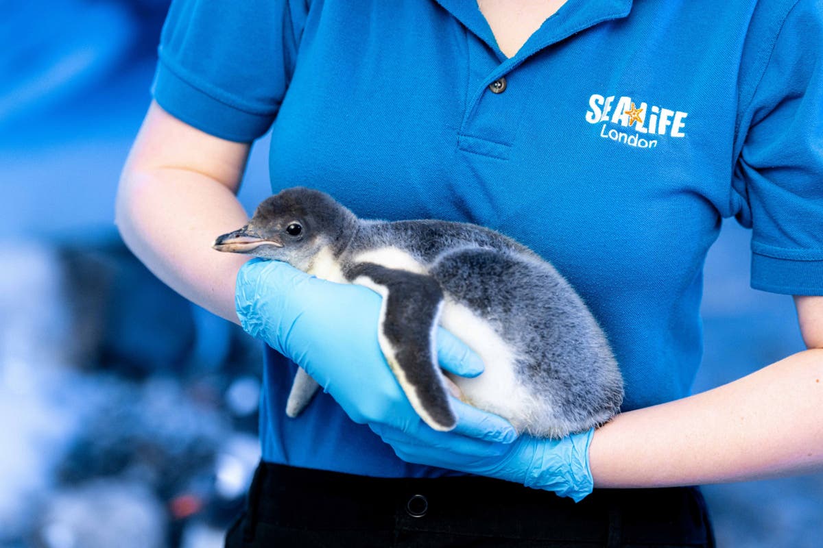 Same-sex penguin couple welcome first adopted chick at London Aquarium