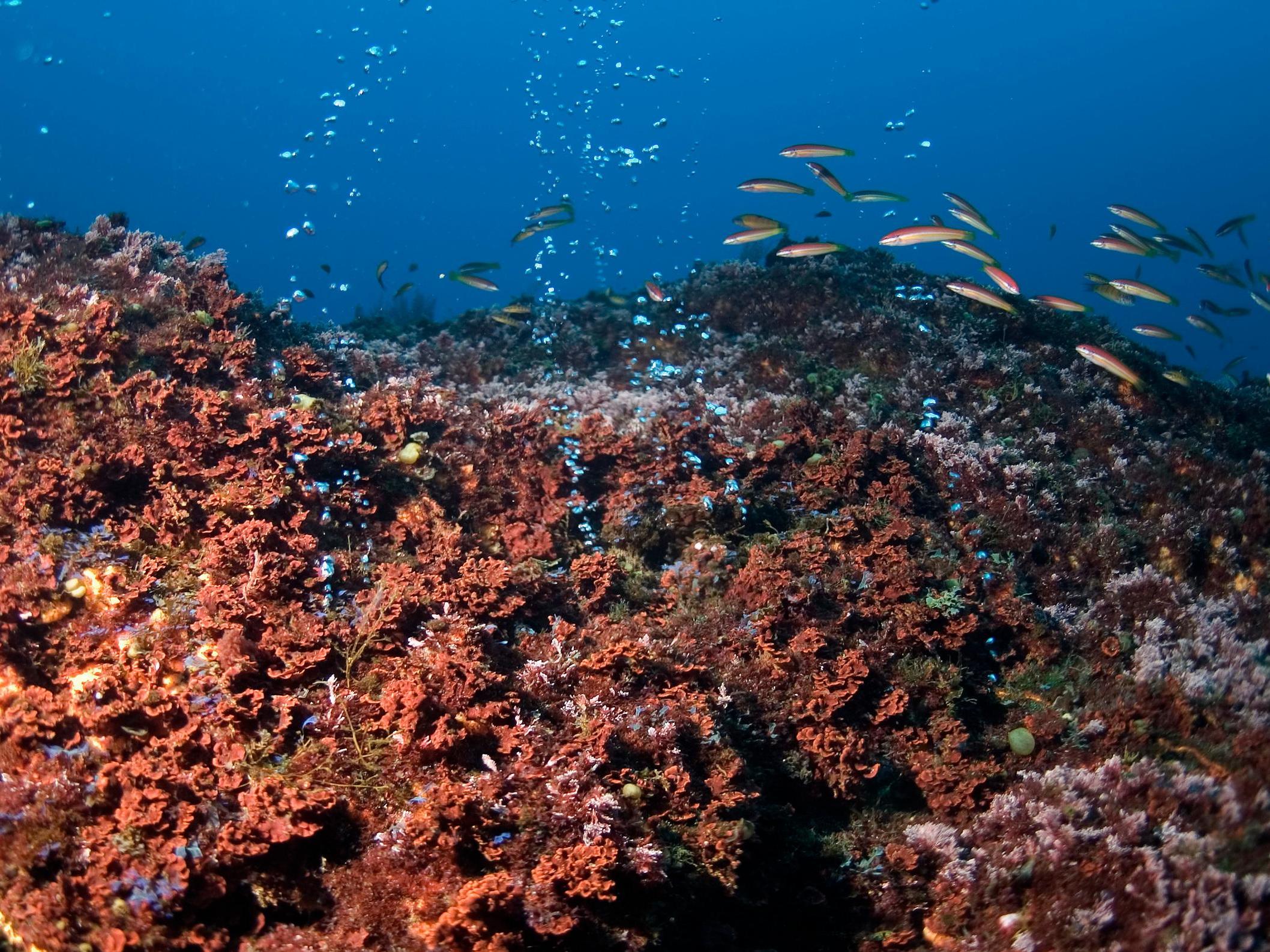 Pictured are hydrothermal vents which could be ruined by deep-sea excavation. Without proper governance of the seas, mining could remove entire habitats, scientists warn