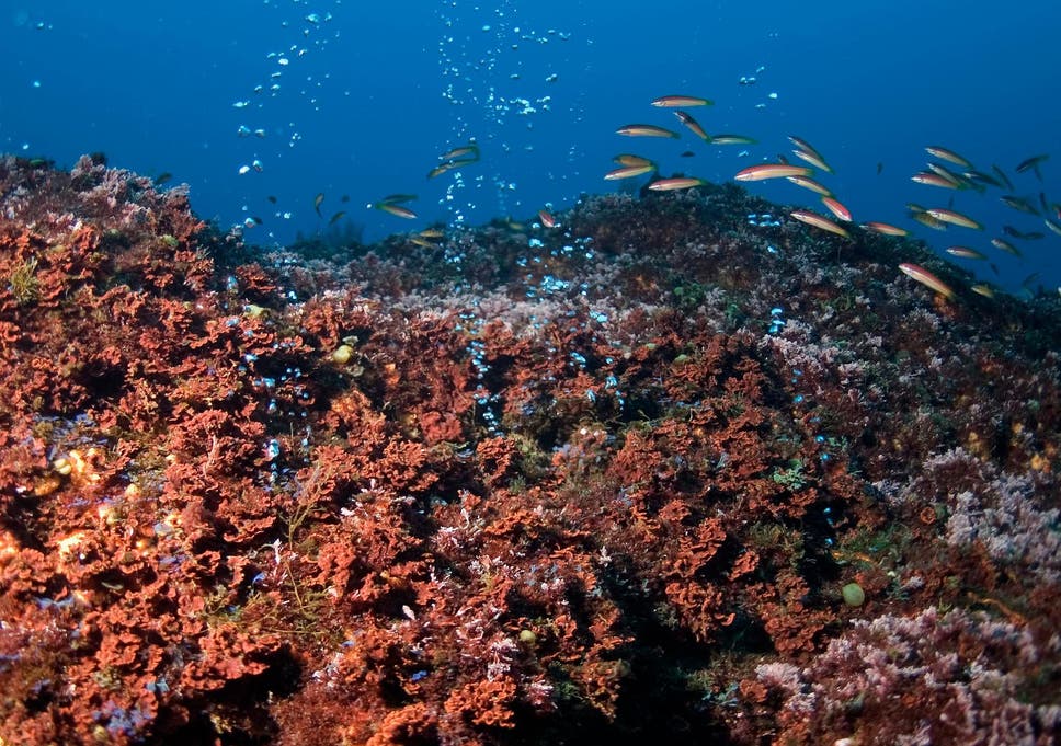 Ocean Floor Area Five Times Bigger Than Uk Set To Be Industrially