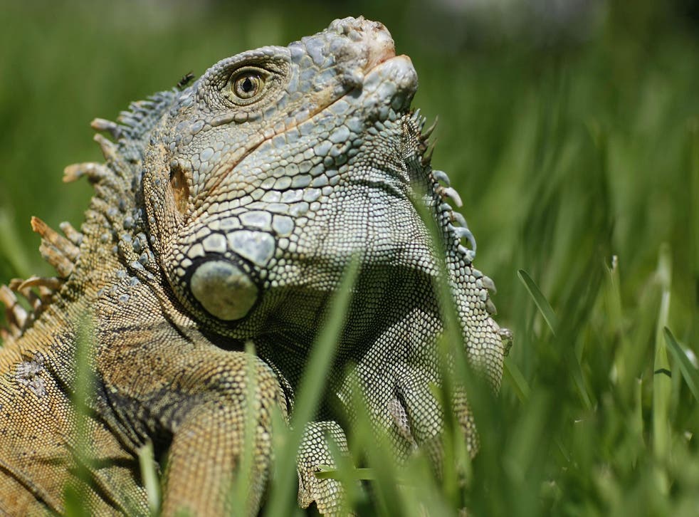 Green iguanas can reach up to 5ft in length