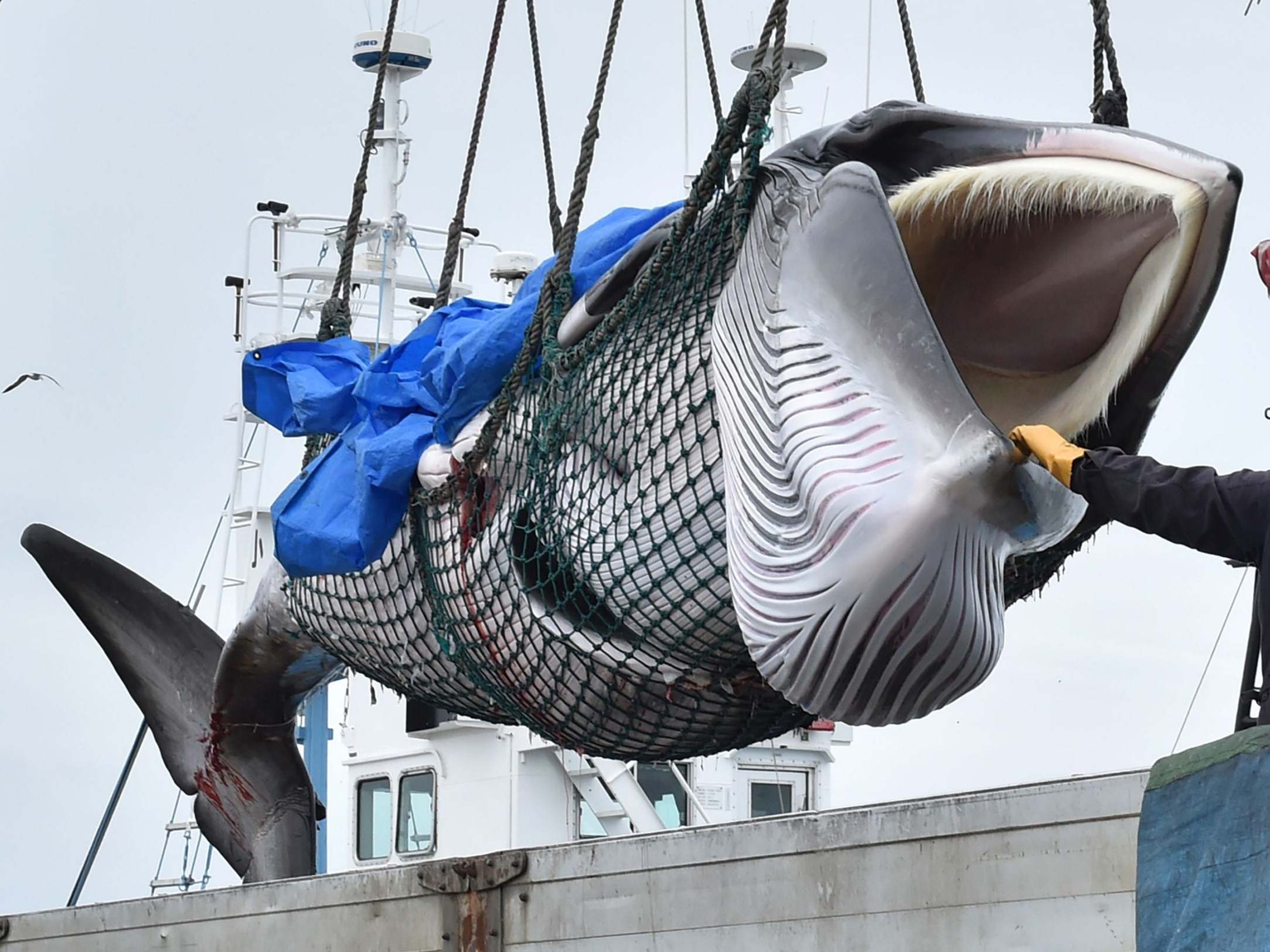 A captured minke whale is lifted by a crane into a truck bed at a port in Kushiro, Hokkaido prefecture