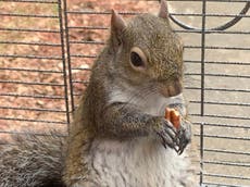 Man charged with illegally keeping 'attack squirrel he fed on meth'