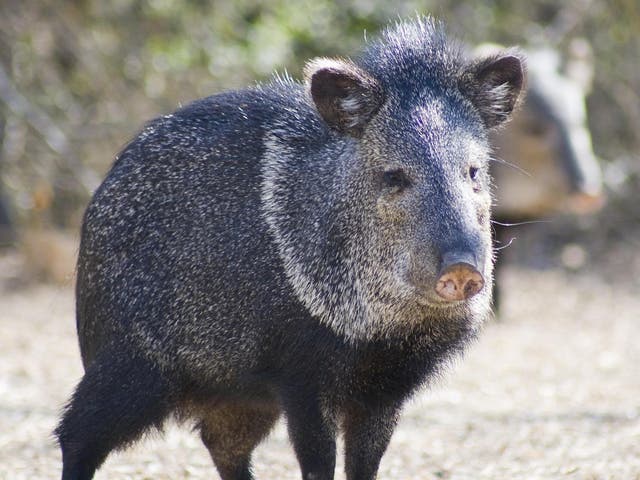 Wild hogs were introduced to Texas by early Spanish explorers over 300 years ago and an estimated 1.5m now live in the state