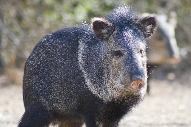 Wild hogs were introduced to Texas by early Spanish explorers over 300 years ago and an estimated 1.5m now live in the state