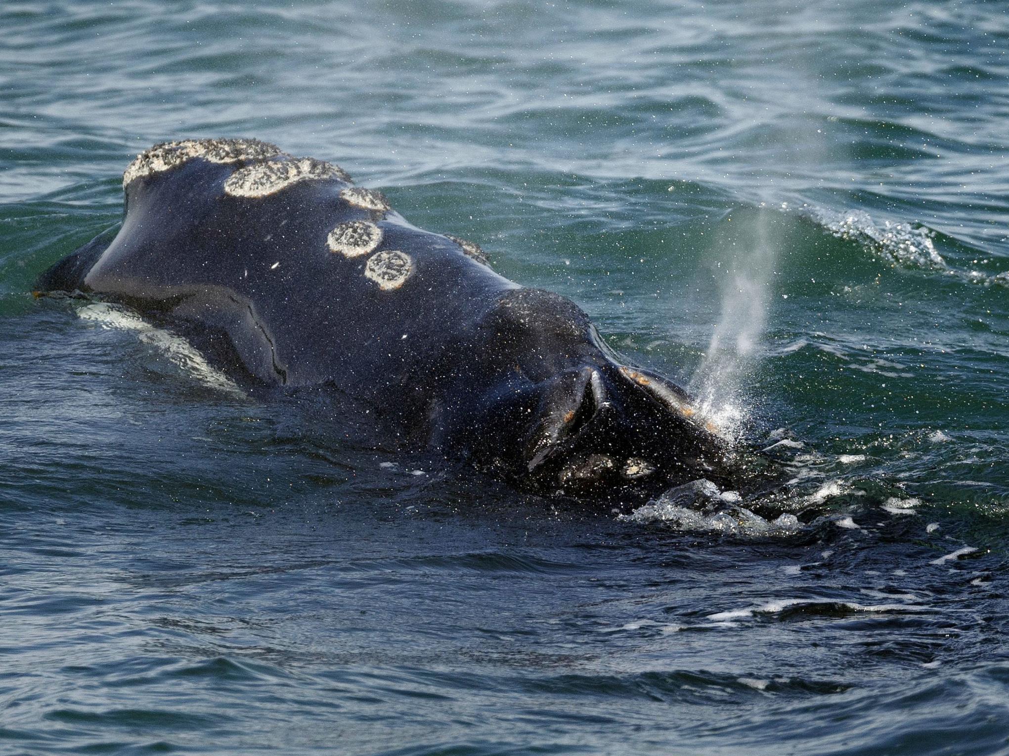 The right whale population will no longer be viable in 25 years unless something changes (file photo)