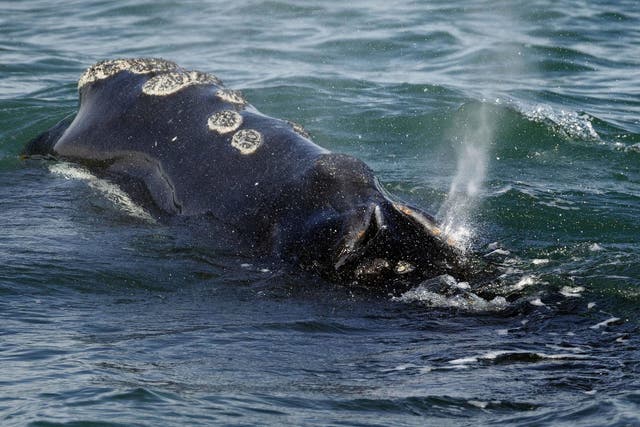 The right whale population will no longer be viable in 25 years unless something changes (file photo)