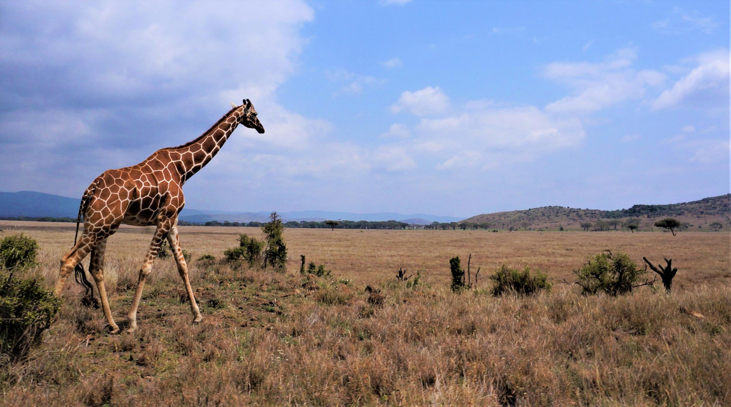 A giraffe looks onto the marathon route through the Lewa conservacy