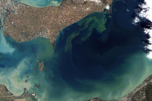 Some scientists say fertilising the ocean could destroy delicate ecosystems. Pictured is an algae bloom in Lake Erie