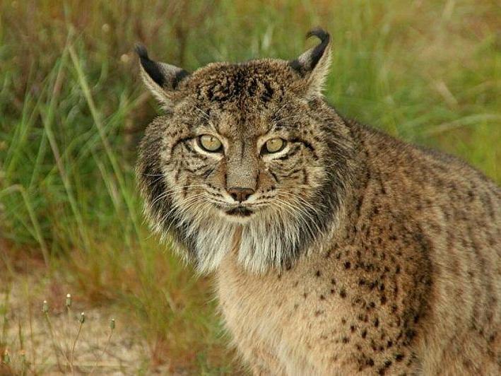Instead of introducing the Eurasian lynx into the UK, Professor Thomas believes we should prioritise the Iberian lynx (pictured)
