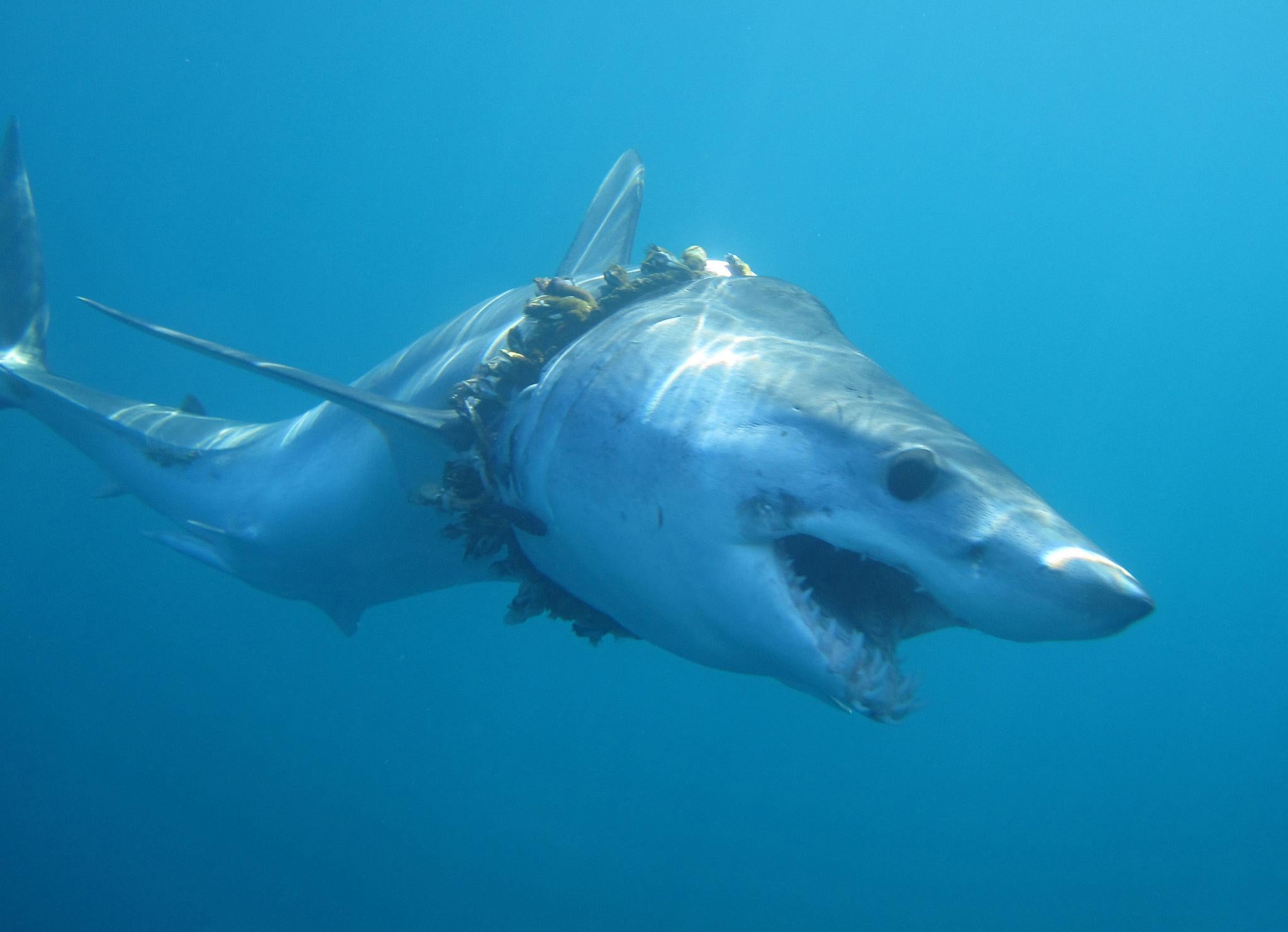 Dead Fish Entangled in Ghost Fishing Gear, Indian Ocean