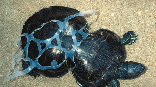 Hundreds of sharks and rays tangled in plastic waste, research shows | The Independent | The Independent Hundreds of sharks and rays tangled in plastic waste, research shows | The Independent | The Independent