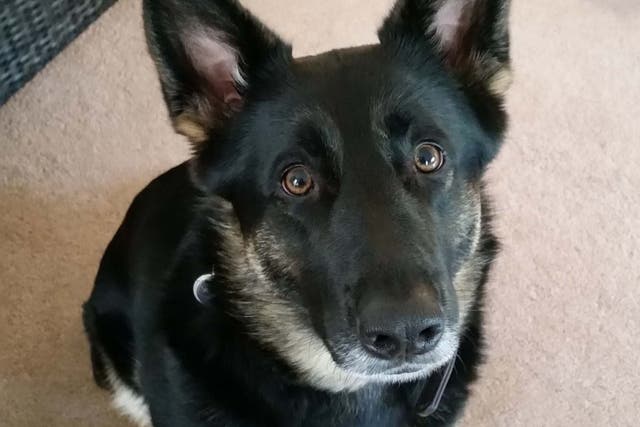 Molly, 6, was found in the River Tyne where her owner had dumped her after killing her