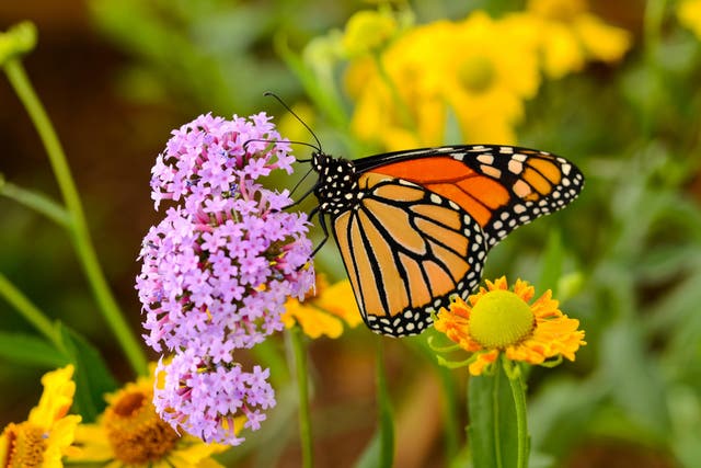 Lawnmowers are wiping out the plants butterflies rely on for laying their eggs