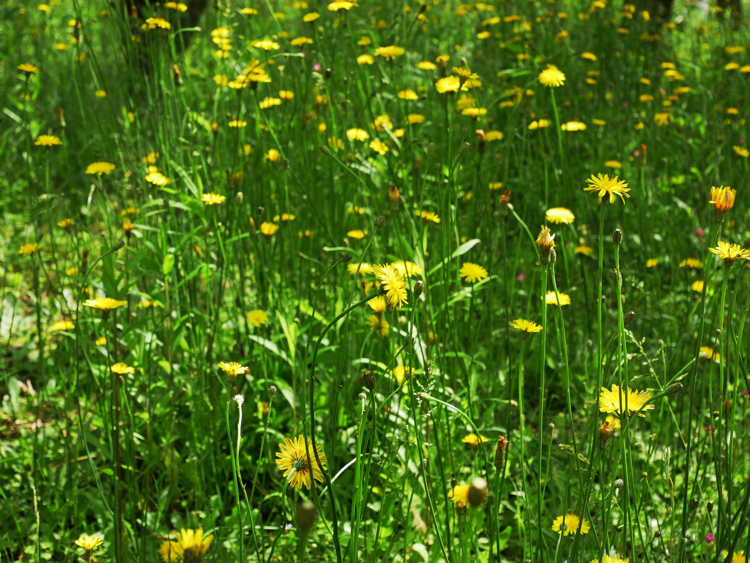 Summer gaps can allow species like cat’s ear to flower, providing a source of food for some bee species