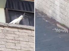 Cockatoo filmed tearing down anti-bird spikes at shopping centre