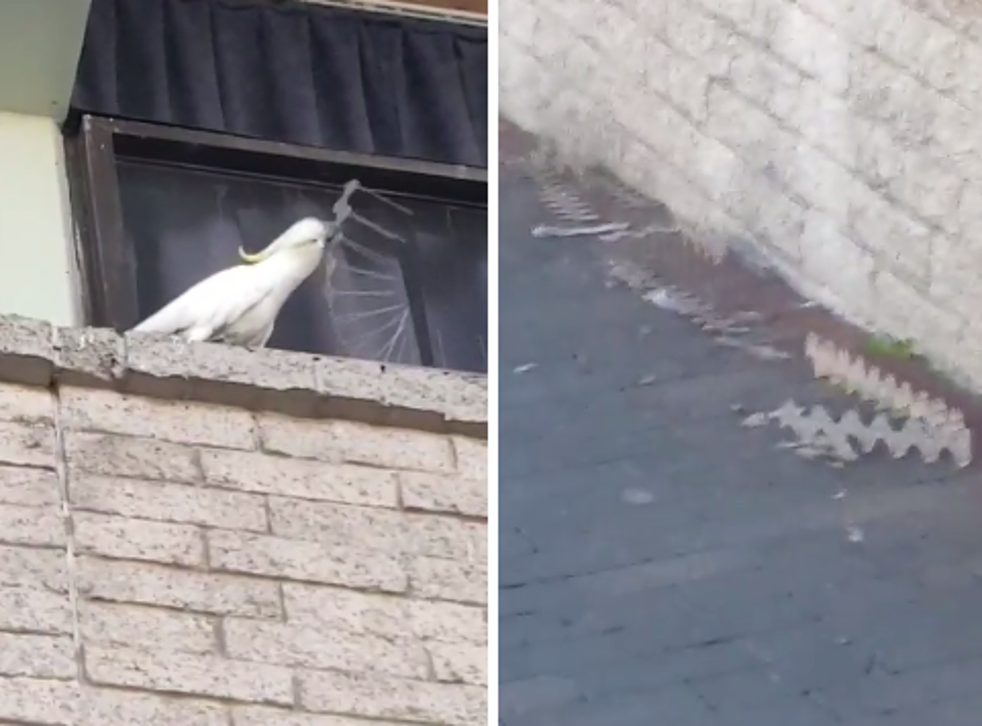 Cockatoo tears anti-bird strips from wall in Australia