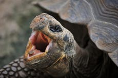 Turtle delays Jetstar flight in Australia