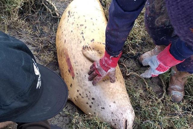 Two dead seals washed ashore in Essex were found to have been deliberately killed