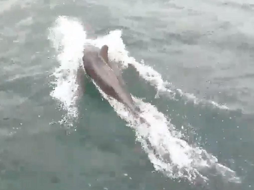 Video showing dolphins off the coast of Tynemouth on 18 June
