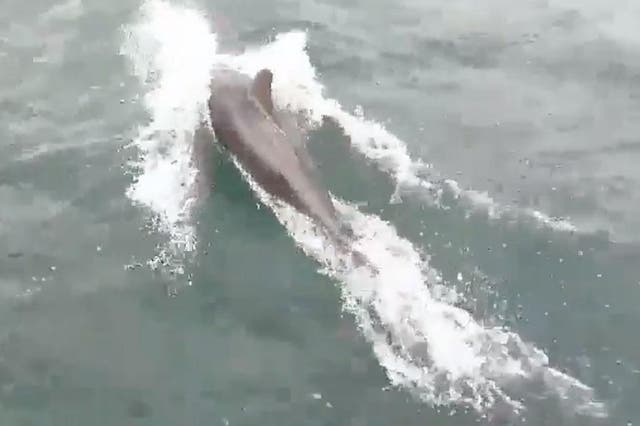 Video showing dolphins off the coast of Tynemouth on 18 June
