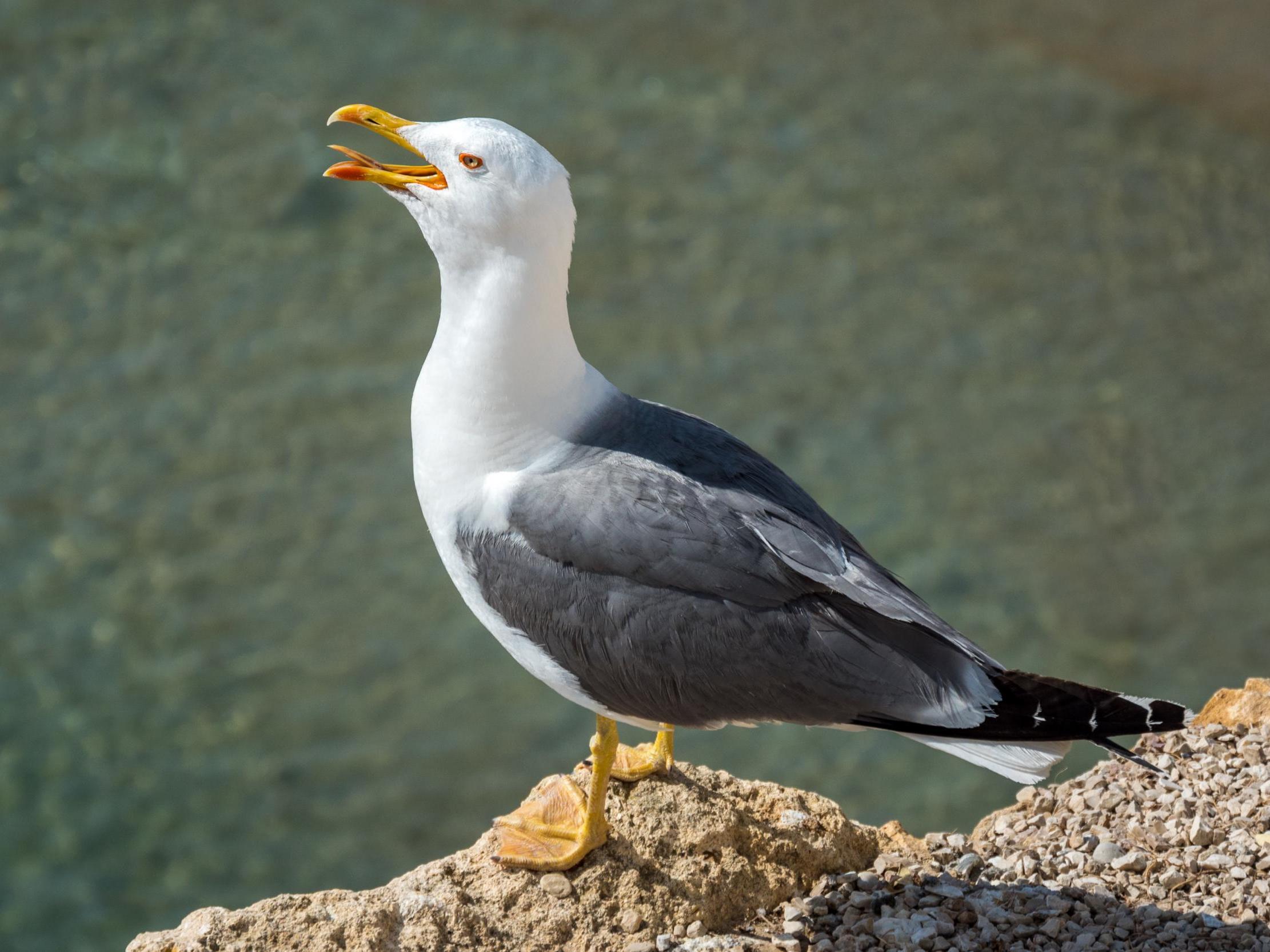 Many birds of prey and seabirds will defend their eggs and young against intruders