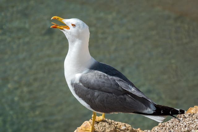At least five gulls were left 'dying in the road', the RSPCA said