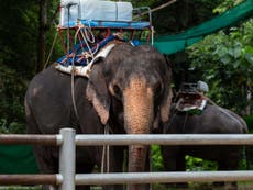 Is elephant riding in Thailand abuse?