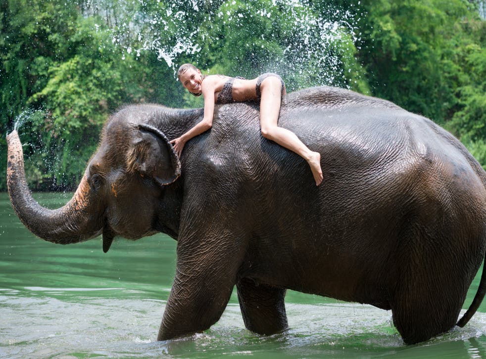 Elephant Rides In Thailand Just Tourism Or Abuse The Independent The Independent Elephant Rides In Thailand Just Tourism Or Abuse The Independent The Independent