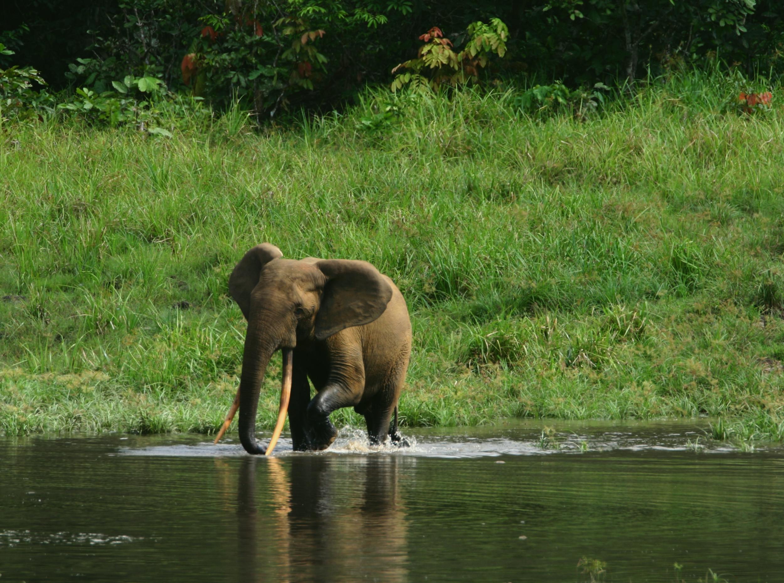 A forest elephant wades through one of Gabon's National Parks