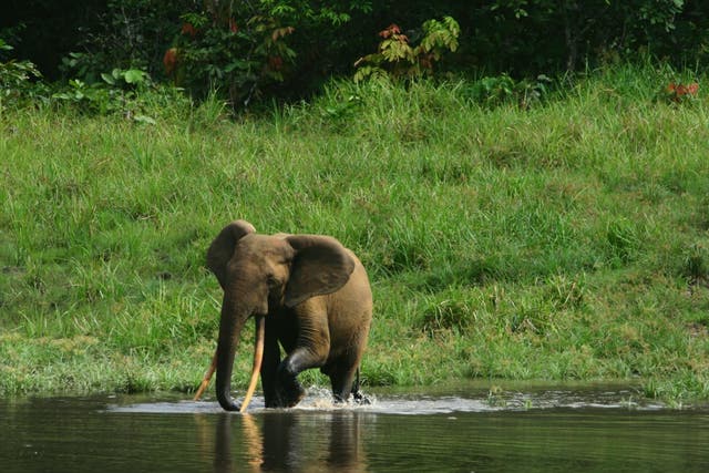 A forest elephant wades through one of Gabon's National Parks
